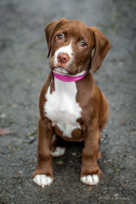 15 Lab Pit Mix Puppy Brown Ideas: A Guide To Choosing The Perfect Furry Friend - Zi Ideas