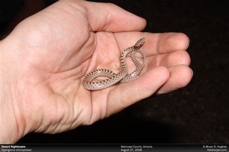 Desert Night Snake | Cave Creek Snakes