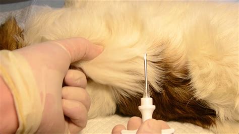 Microchipping a dog - YouTube