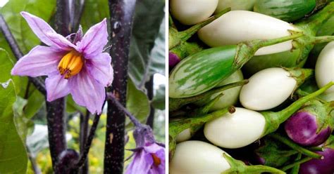 How to Grow Eggplant in Your Garden - Attainable Sustainable®