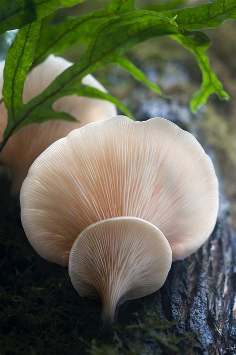 The glowing ghost mushroom looks like it comes from a fungal ...