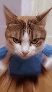 Angry Cat Gif Cute - Janeesstory