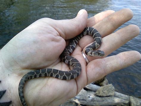 Juvenile yellow belly water snake near Springfield, Illinois. Snakes ...