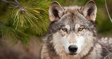 Yellowstone Wolf Watching – Tips for Enjoying the Wolves of Yellowstone