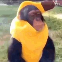 Monkey Eat Banana GIFs | Tenor