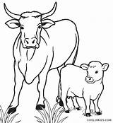 Free Printable Cow Coloring Pages For Kids  Cool2bKids sketch template