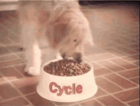 Circle Dog Food Commercial GIF - Circle Dog Food Dog Food Commercial - Discover & Share GIFs