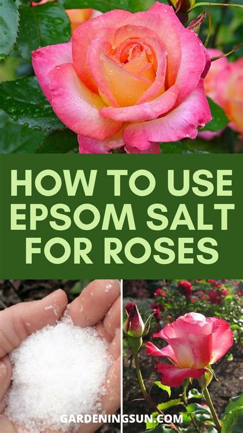 How To Use Epsom Salt For Roses: An immersive guide by Gardening Sun