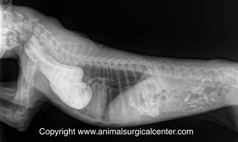 Animal Surgical Center of Michigan - Veterinarian in Flint, MI