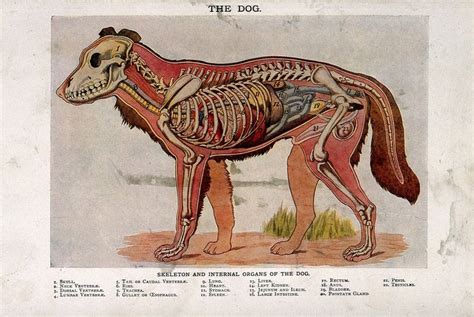 Anatomy of a male dog: cross-section, showing the skeleton and internal organs. Colour process ...