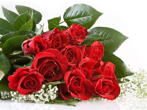 Amazing Red Roses Love Wallpapers And Backgrounds | Amazing Information