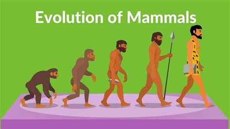 Evolution of Mammals | How did Mammals Evolved | Video for kids - YouTube