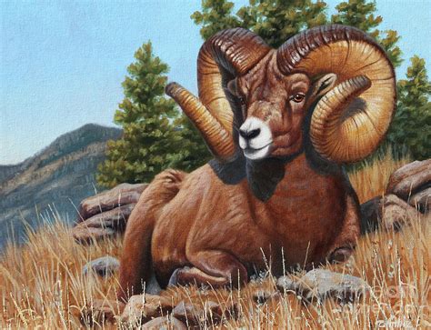 Bighorn Sheep Painting by Cynthie Fisher - Pixels