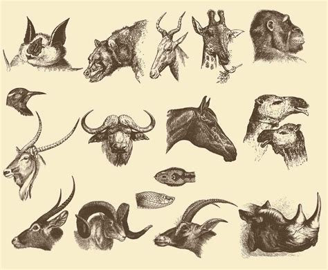 Animal Heads | Animal heads, Animals, Vector art