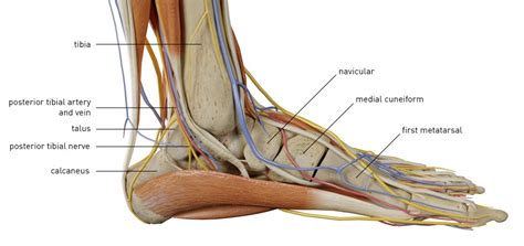 ankle anatomy Health - ankle anatomyankle anatomy