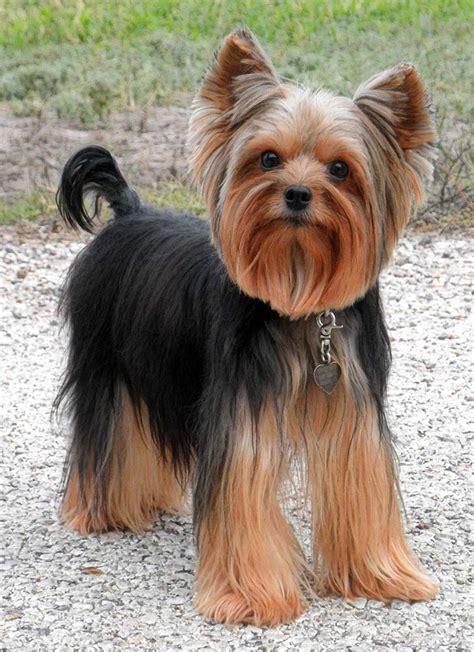 Pin on Yorkshire Terrier