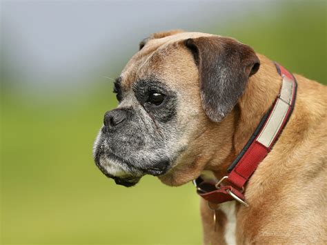 Facts about boxer dog breed - lilybureau