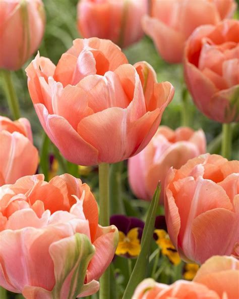Double Late Tulips - Tulips - Autumn Planting - Bulbs, plants and more | Tulipas, Flores ...