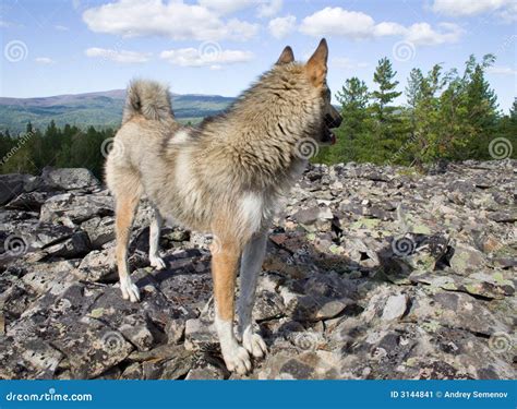 Purebred siberian husky stock image. Image of canine, clouds - 3144841