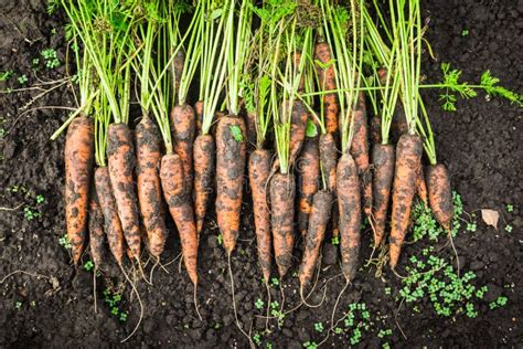 Harvesting Carrots on the Farm Stock Photo - Image of agriculture, background: 130353878