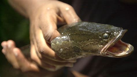 A snakehead fish that survives on land was discovered in Georgia. Officials want it dead | CTV News