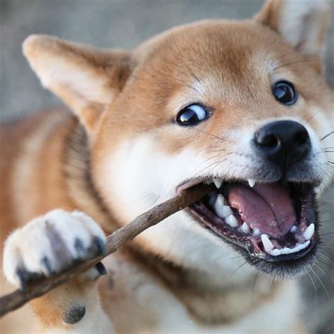 vapor trail | Canine, Shiba inu, Animals