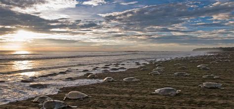 Gahirmatha Beach, Gahirmatha Beach Orissa Holidays Travel.