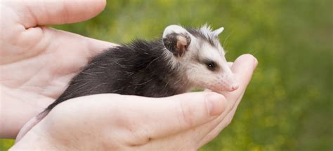 Opossums | Wildlife Welfare