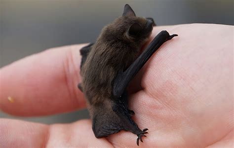 Bumblebee Bat (Craseonycteris Thonglongyai) - Glenlivet Wildlife