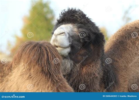 Domestic bactrian camel stock photo. Image of camel - 260644302