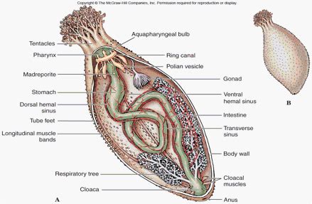 Sea Cucumber- Holothuria pardalis - Nervous System