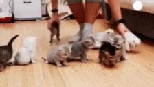 Cute Cats GIF - Cute Cats Herd - Discover & Share GIFs