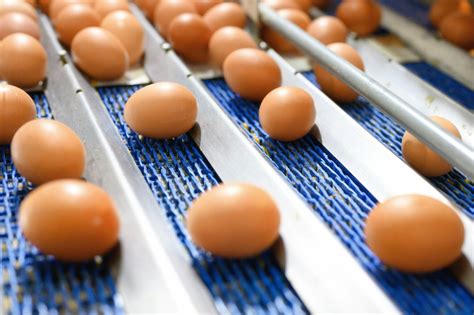 How Pasteurization Keeps Your Eggs + Other Foods Free of Deadly ...