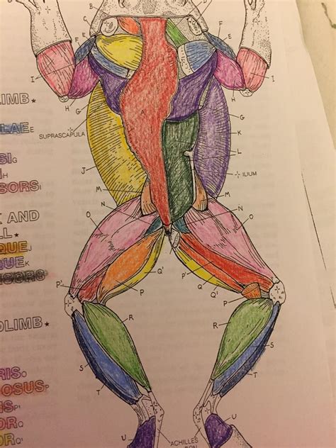 Frog Muscle Anatomy Dorsal View Of Muscles Of Frog Fr - vrogue.co