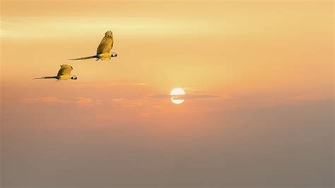 Two Macaw Parrot Birds Flying Together In Golden Sky Of Sunset ...