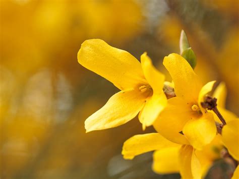 Forsythia – The Spring Sunshine of Flowering Shrubs | Art & Home