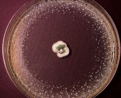 Penicillium chrysogenum (aka P. notatum), the natural source for the ...