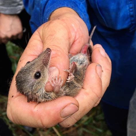 Brown Antechinus from Smiths Lake, NSW, Australia on February 20, 2018 ...