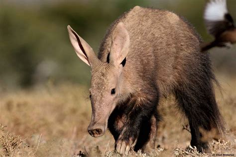 Aardvarks are afraid of humans.