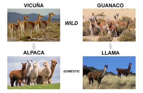 Is there a difference between Llamas and Alpacas? What about Vicuña?