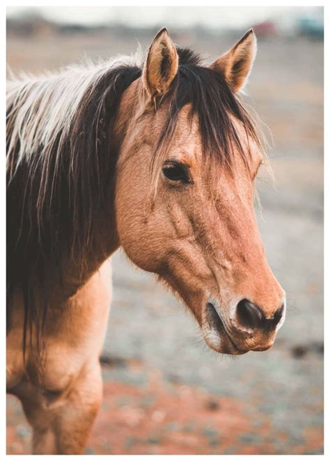 Seal brown horse poster | Print by Artsy Bucket | Horses, Horse pictures, Pretty horses