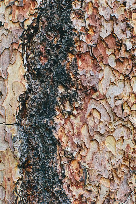 "Close Up Of Bark From Ponderosa Pine Tree (Pinus Ponderosa)" by ...