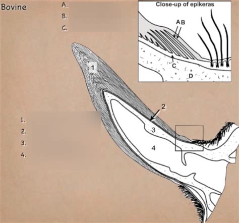 bovine horn anatomy Diagram | Quizlet