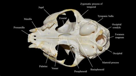 Cat skull | Atlas of Comparative Vertebrate Anatomy