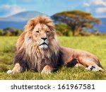 Male Lion Free Stock Photo - Public Domain Pictures