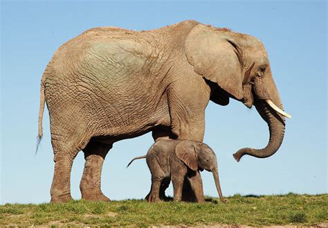 Baby And Mom African Elephants