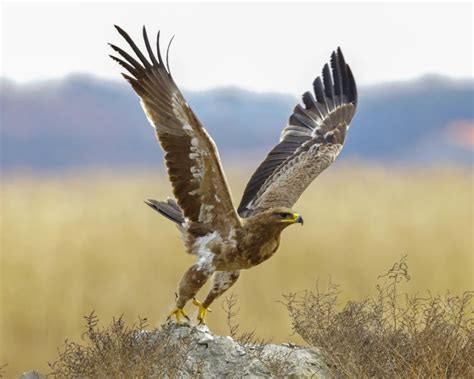 Steppe Eagle - Facts, Diet, Habitat & Pictures on Animalia.bio