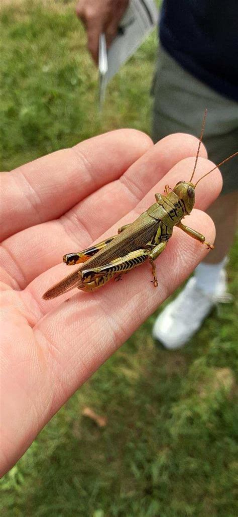 TIL the Rocky Mountain Locust once formed a swarm the size of California only to go extinct 30 ...