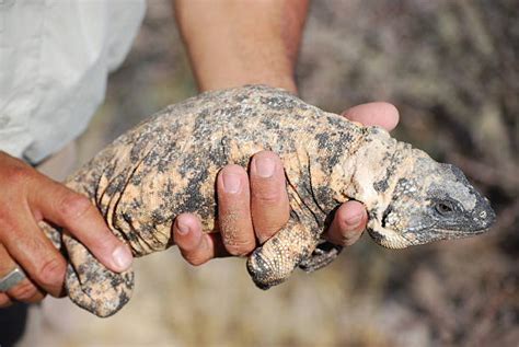 20+ Chuckwalla Lizard Baja California Desert Stock Photos, Pictures ...