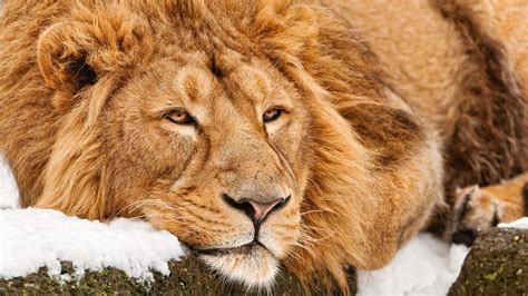 4k Lion Wallpaper,HD Animals Wallpapers,4k Wallpapers,Images ...